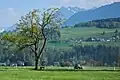 Blick auf Schellenberg mit Fresch (im Vordergrund Bettlereiche zwischen Nofels und Bangs)