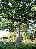 Foto der Friedenseiche in Schale, Gemeinde Hopsten, NRW