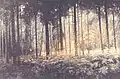 Waldinneres