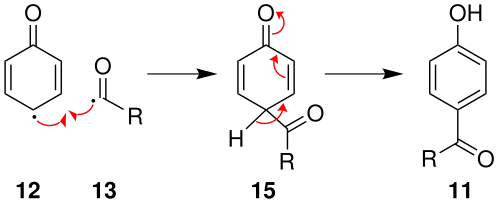 Mechanismus 3 der Photo-Fries-Umlagerung über Radikale