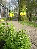 Habitus einer gelben Sorte
