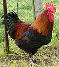 Marans-Hahn, Gold Weizenfarbig