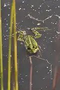 Frosch im Gildehauser Venn