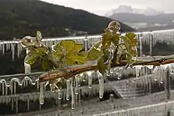 Eis - nicht dieses, sondern der andauernde Gefrierprozess schützt mit seiner Wärmeabgabe die grünen Blätter.