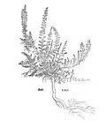 Leonhart Fuchs 1543