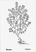 Leonhart Fuchs 1543