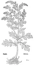 Leonhart Fuchs. 1543