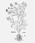 Leonhart Fuchs 1543