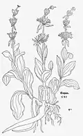 Leonhart Fuchs 1543