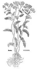 Leonhart Fuchs 1543