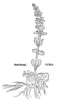 Leonhart Fuchs 1543