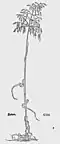 Leonhart Fuchs 1543