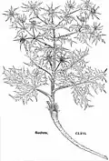 Leonhart Fuchs 1543
