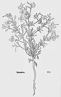 Leonhart Fuchs 1543