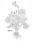 Leonhart Fuchs 1543