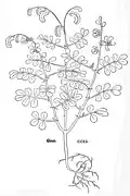 Leonhart Fuchs 1543