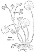 Leonhart Fuchs 1543