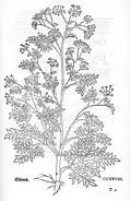 Leonhart Fuchs 1543