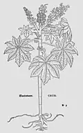 Leonhart Fuchs 1543