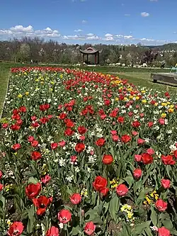 Frühlingsblumen