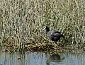 Nest