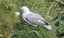 Eissturmvogel (Fulmarus glacialis) bei Brutfütterung