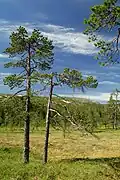 Das Hochmoor