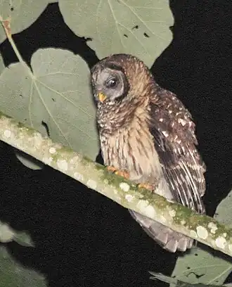 Gelbkauz (Strix fulvescens)