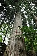 Kannon-Sugi