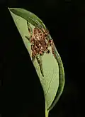 Männchen, vermutlich am Unterschlupf eines Weibchens.