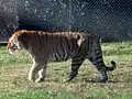 Sibirischer Tiger