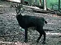 Gämse