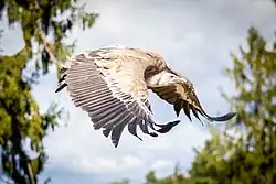 Gänsegeier „Gypsy“ bei der Flugvorführung