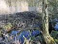 Biberburg an der Fähre Gützkow