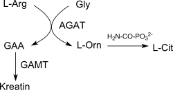 GAA Biosynthesis pathway