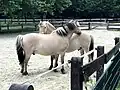 Norweger mit geschorener und ungeschorene Mähne