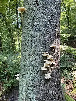Austernseitlinge