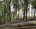 Buchenwald