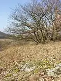 Natürliches Habitat