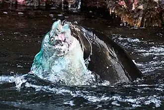 Mit gefangenem Fisch