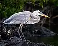 A. h. cognata