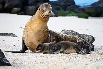 Weibchen mit Jungtier