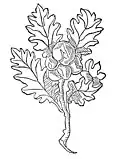 Kapitel 203. Galla – galopffel