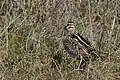 Bekassine (Gallinago gallinago)