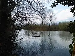 Gampriner Seelein