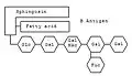 Schematische Darstellung des Gangliosids der Blutgruppe B.