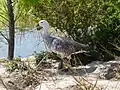 Magellangans (Chloephaga picta) ♂