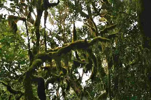 Nebelwald auf La&nbsp;Gomera, ausgedehnte Flechtenvegetation