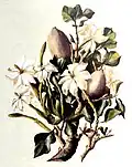 Illustration der Wald-Gardenie (Gardenia thunbergia)