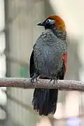 Rotschwanzhäherling (Garrulax milnei)